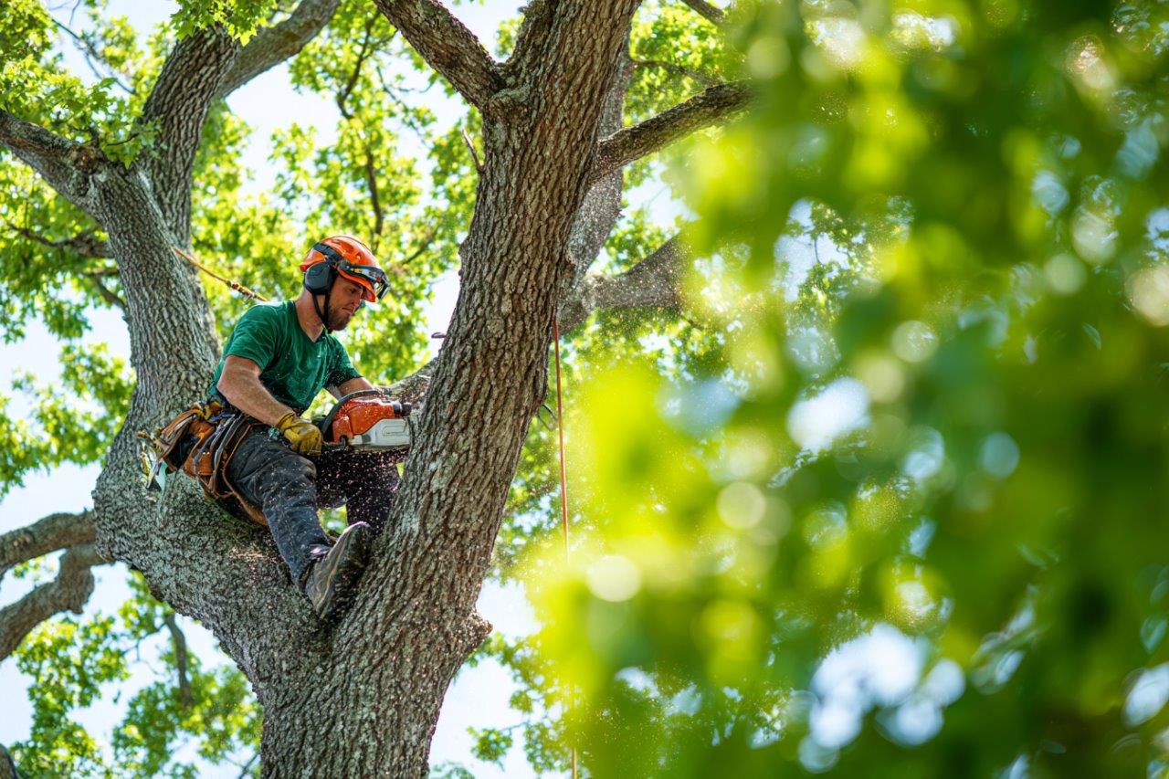 Veteran beech dead-wooding — Reigate, Surrey